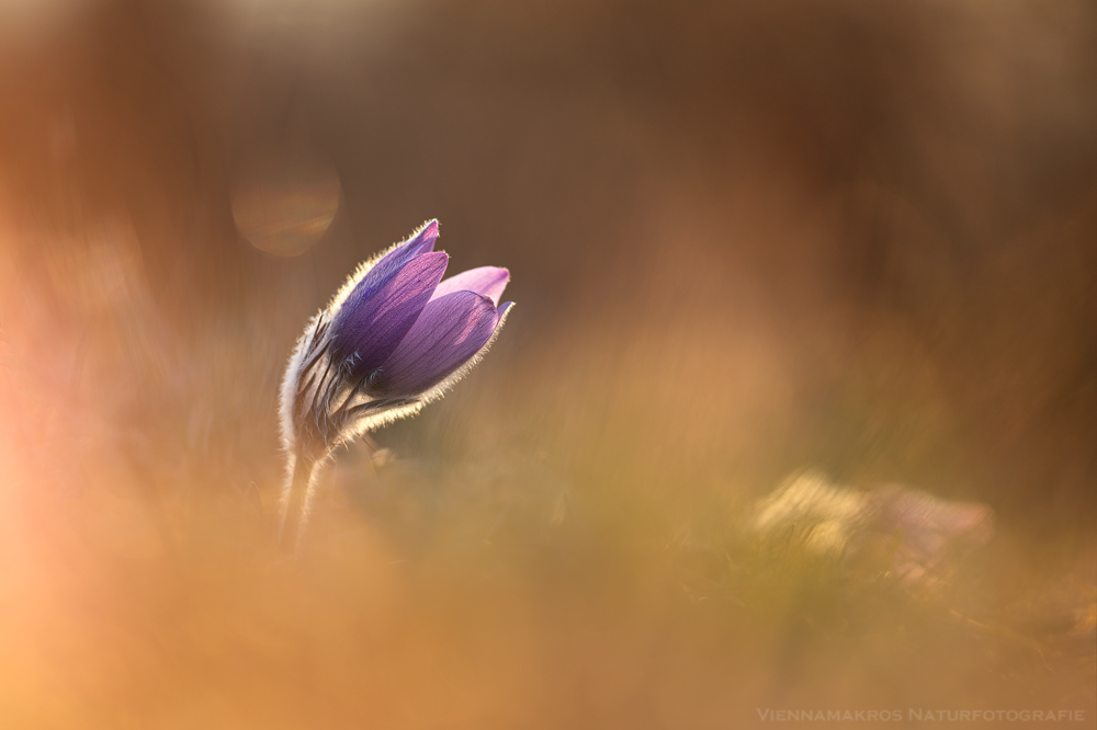 Groe Kuhschelle - Pulsatilla grandis