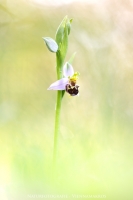 Bienen Ragwurz " Ophrys apifera "