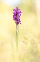 Fleischfarbenes Knabenkraut " Dactylorhiza incarnata "