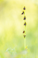 Fliegen Ragwurz - Ophrys insectifera
