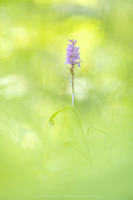 Fuchs Knabenkraut - Dactylorhiza fuchsii