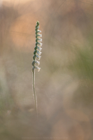 Herbst Drehwurz - Spiranthes spiralis