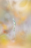 Herbst Drehwurz  - Spiranthes spiralis