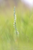 Herbst Drehwurz " Spiranthes spiralis "