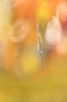 Herbst Drehwurz " Spiranthes spiralis "