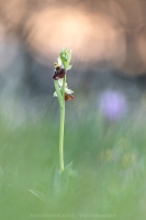 Hummel Ragwurz " Ophrys holoserica "