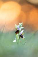 Hummel Ragwurz " Ophrys holoserica "