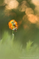 Hummel Ragwurz " Ophrys holoserica "