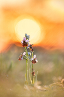 Hummel Ragwurz - Ophrys holoserica