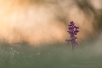 Kleines Knabenkraut " Anacamptis morio "