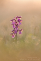 Kleines Knabenkraut " Anacamptis morio "