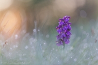 Kleines Knabenkraut " Anacamptis morio "