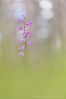 Rotes Waldvglein " Cephalanthera ruba "