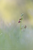 Spinnen Ragwurz " Ophrys sphegodes "