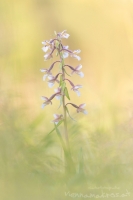 Sumpf Stendelwurz " Epipactis palustris "