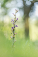 Violetter Dingel - Limodorum abortivum
