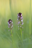 Brand Knabenkraut "Orchis ustulata"