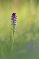 Brand Knabenkraut "Orchis ustulata"