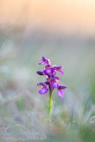 Kleines Knabenkraut " Orchis morio "