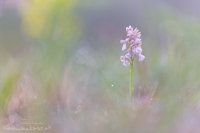 Kleines Knabenkraut " Orchis morio "