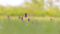 Kleines Knabenkraut " Orchis morio "