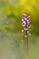 Purpur Knabenkraut " Orchis purpurea "