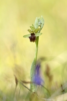 Groe Spinnen-Ragwurz "Ophrys sphegodes"