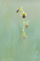 Spinnen Ragwurz " Ophrys sphegodes "