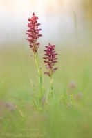 Wanzen Hundswurz " Anacamptis coriophora "