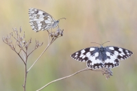 Schachbrett "Melanargia galathea"