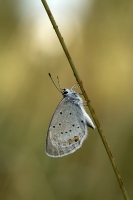 Kurzschwnziger Bluling "Cupido argiades"