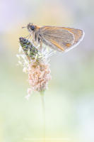 Braunkolbiger Braun Dickkopffalter - Thymelicus sylvestris