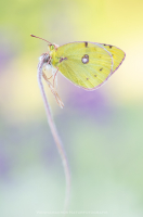 Gelbling - Colias....