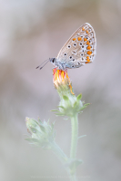 Hauhechel Bluling - Polyommatus icarus