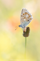 Himmelblauer Bluling - Lysandra bellargus