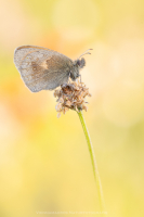 Kleines Wiesenvgelchen - Coenonympha pamphilus