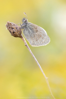 Kleines Wiesenvgelchen - Coenonympha pamphilus
