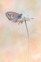 Kleines Wiesenvgelchen - Coenonympha pamphilus