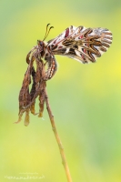 Osterluzeifalter " Zerynthia polyxena "