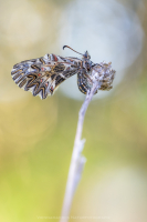 Osterluzeifalter - Zerynthia polyxena