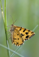 Panterfalter "Pseudopanthera macularia"