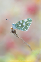 Resedafalter - Pontia edusa