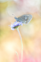 Rotbraunes Wiesenvgelchen - Coenonympha glycerion