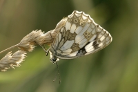 Schachbrettfalter "Melanargia galathea"