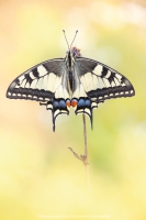 Schwalbenschwanz - Papilio machaon