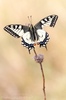 Schwalbenschwanz " Papilio machaon "