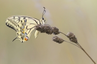 Schwalbenschwanz "Papilio machaon"