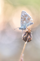 Silbergrner Bluling - Lysandra coridon