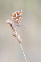 Silbergrner Bluling - Lysandra coridon