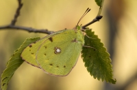 Weiklee Gelbling "Colias hyale"